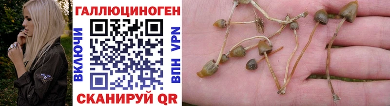 mega онион  Калач  Галлюциногенные грибы Cubensis 